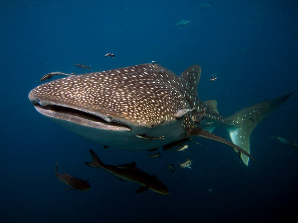 Richelieu Rock Diving
