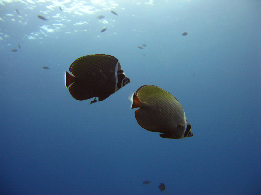 Khao Lak Day Trip Diving