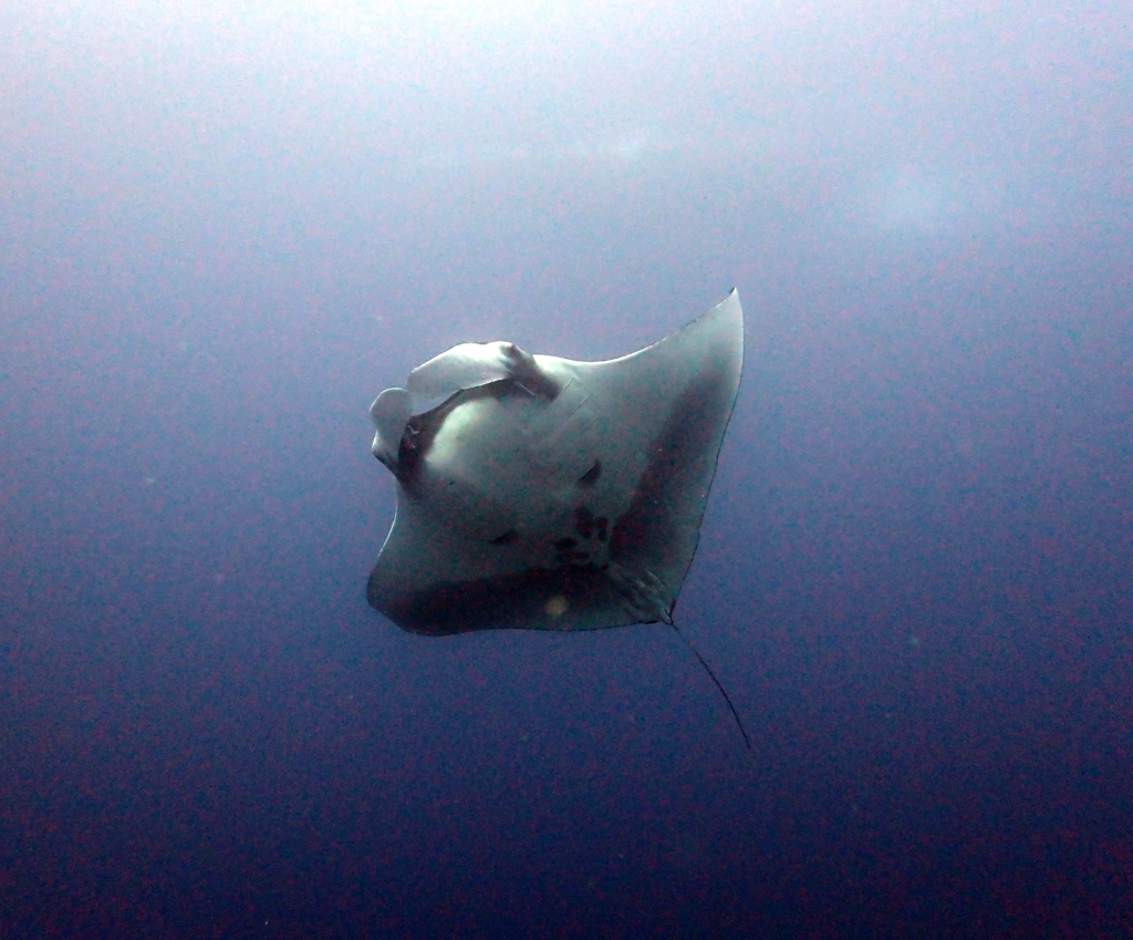 Manta ray swimming in the Andaman Sea, Thailand