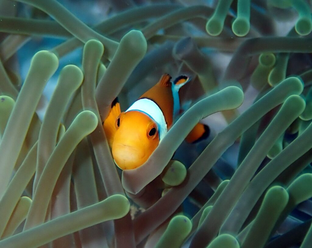 Clownfish swimming among sea anemones in Khao Lak, Thailand