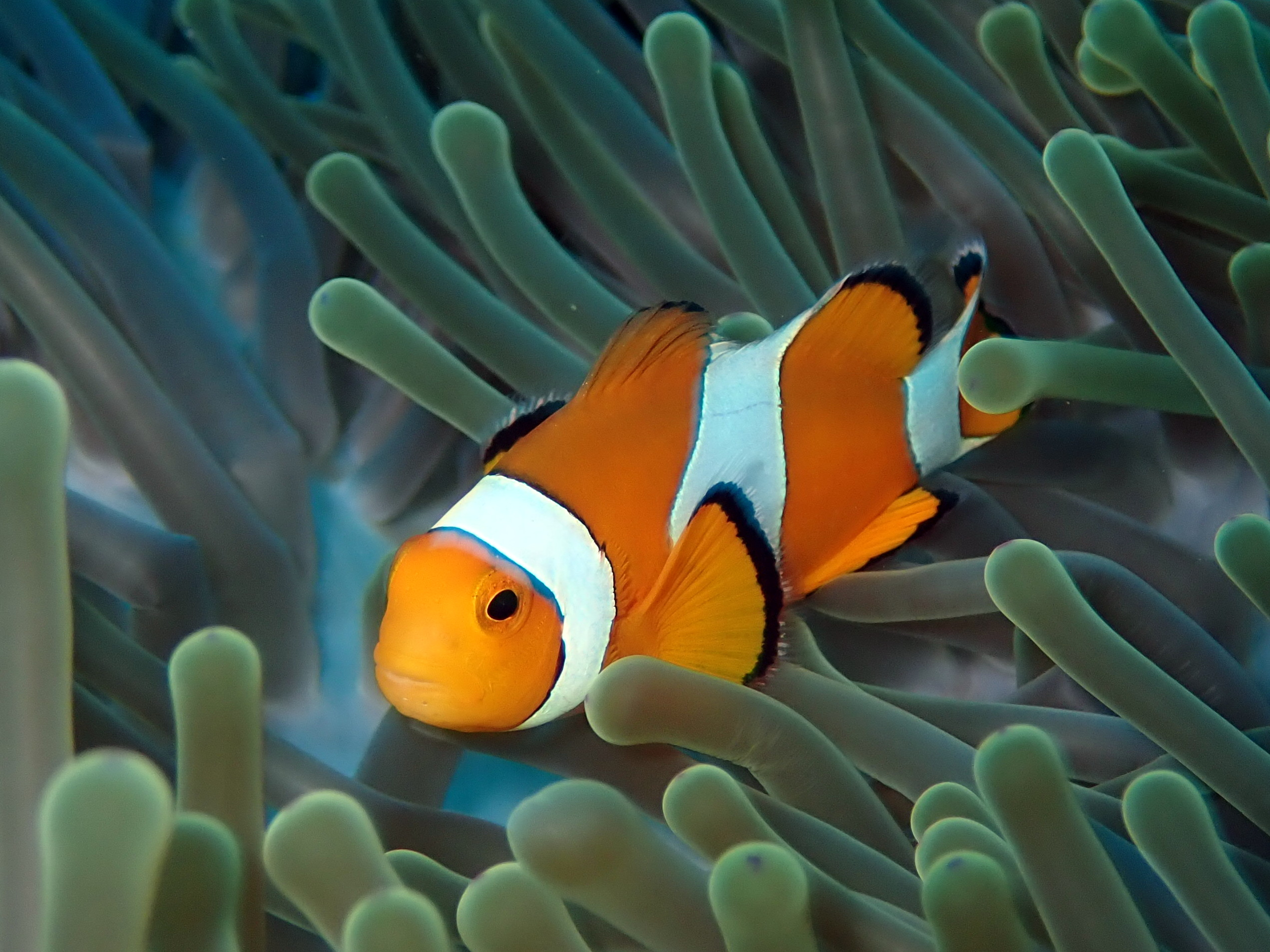 Similan Islands Scuba Diving