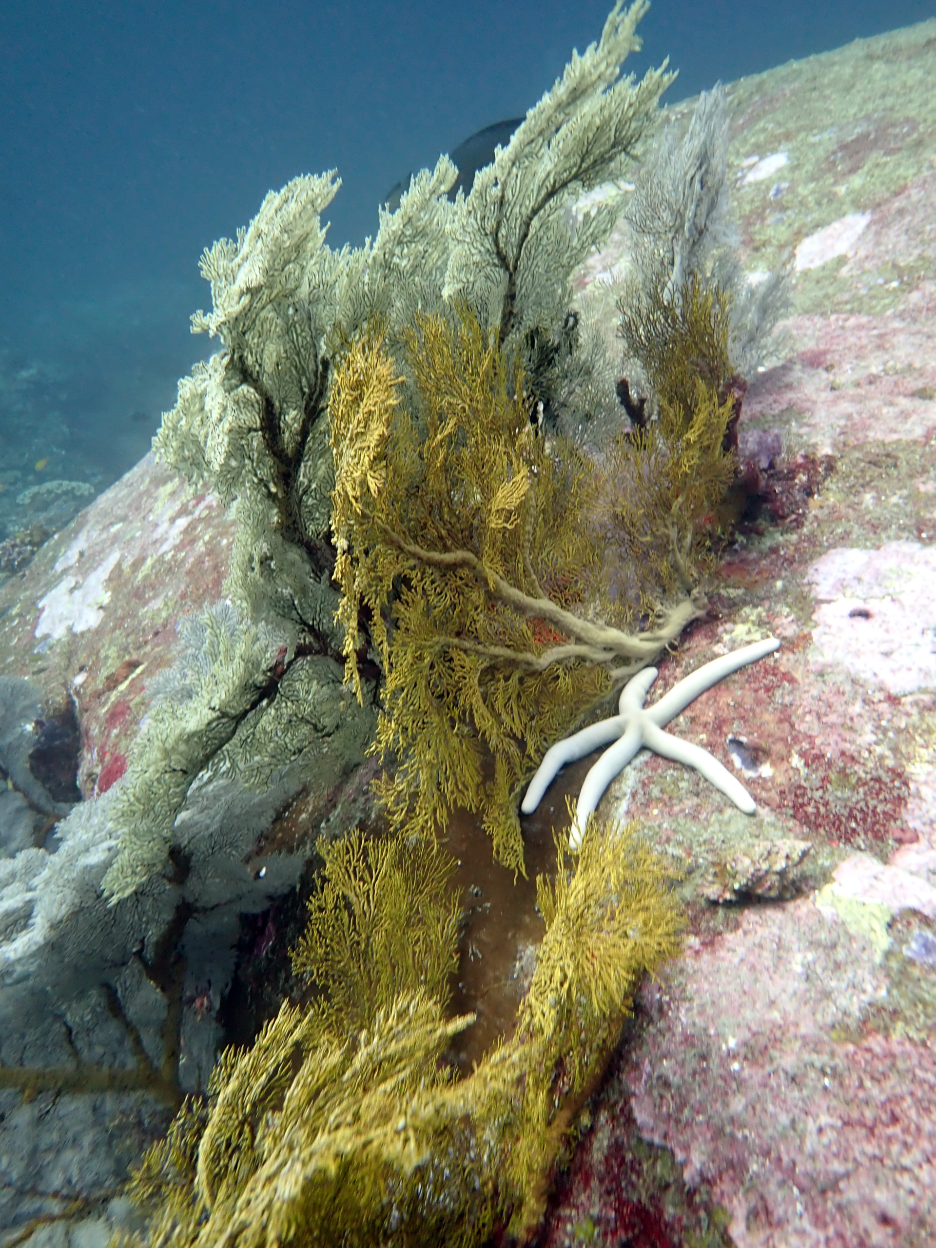 Similan Islands Scuba Diving