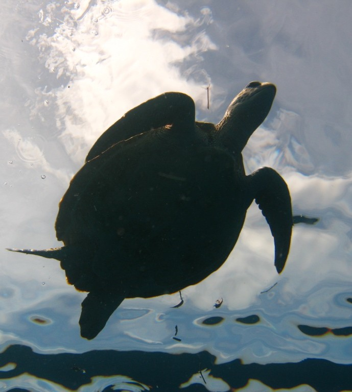 Aow Pakard The Hidden Gem of the Surin Islands