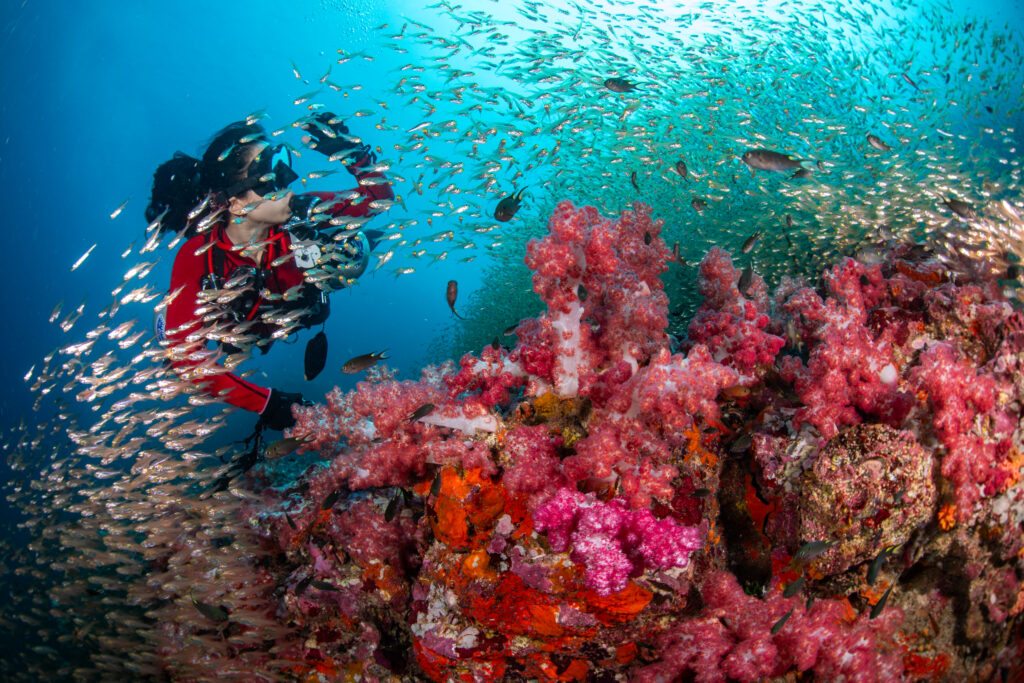 Divers exploring a vibrant coral reef during a daily diving trip in the Andaman Sea.