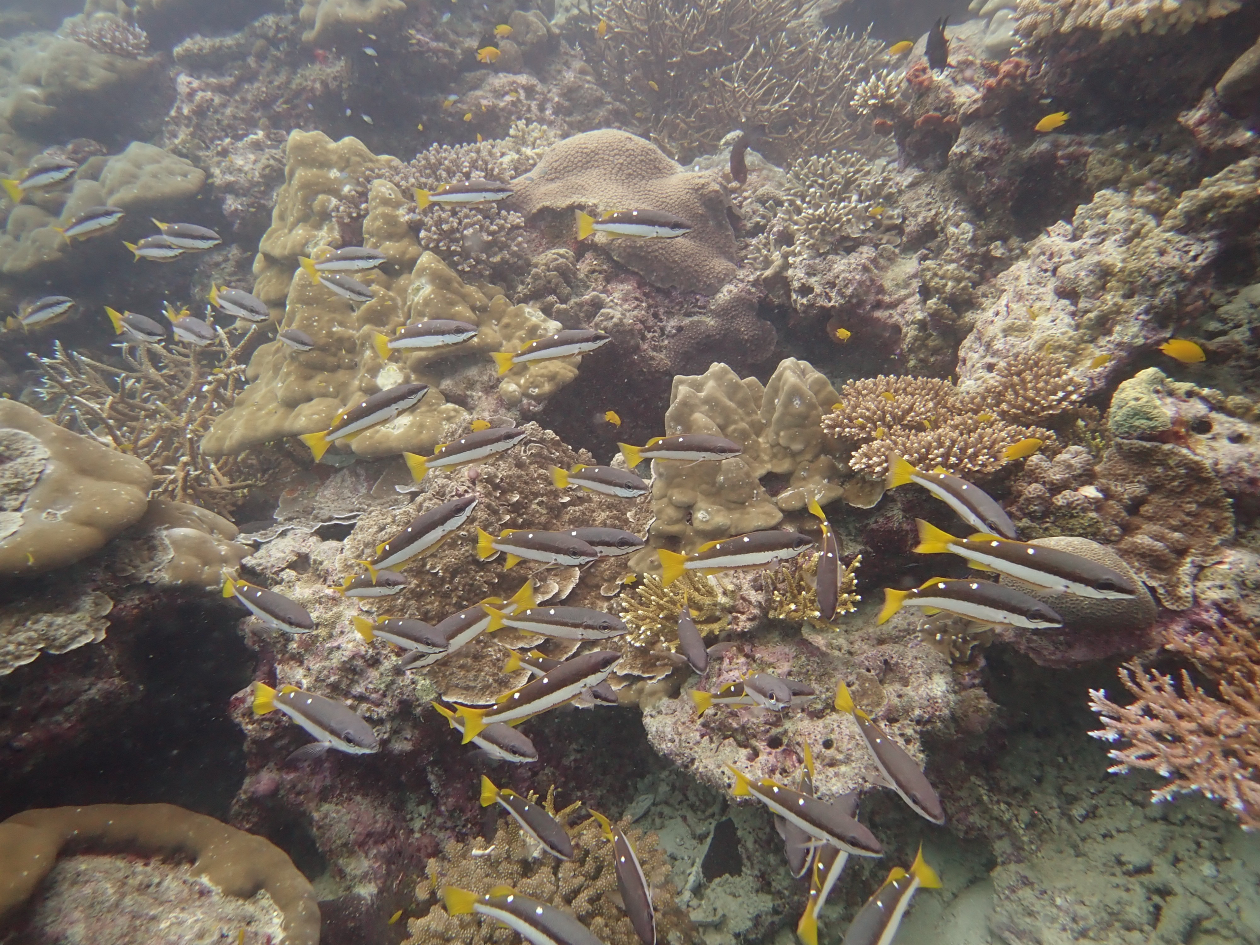 Small tropical fish swimming over a coral reef at Khao Nayak, Thailand