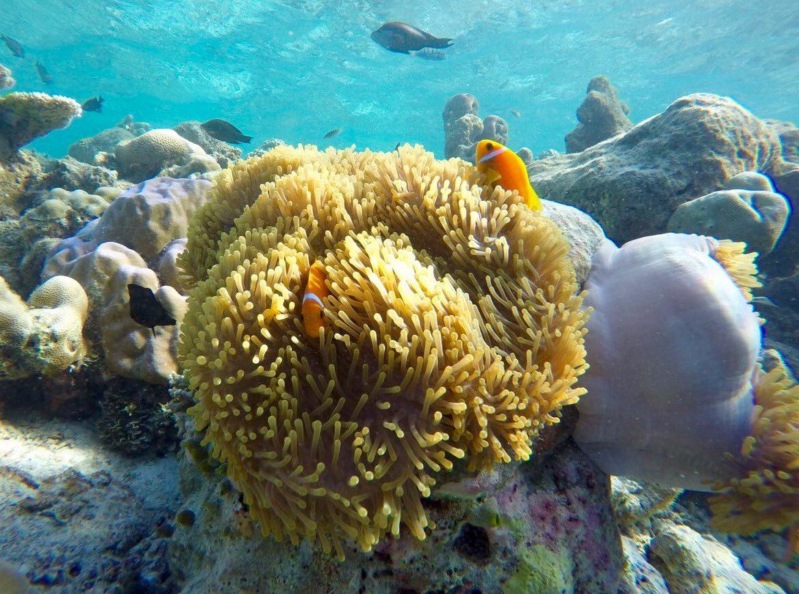 Snorkeling over a shallow coral reef in the Similan Islands