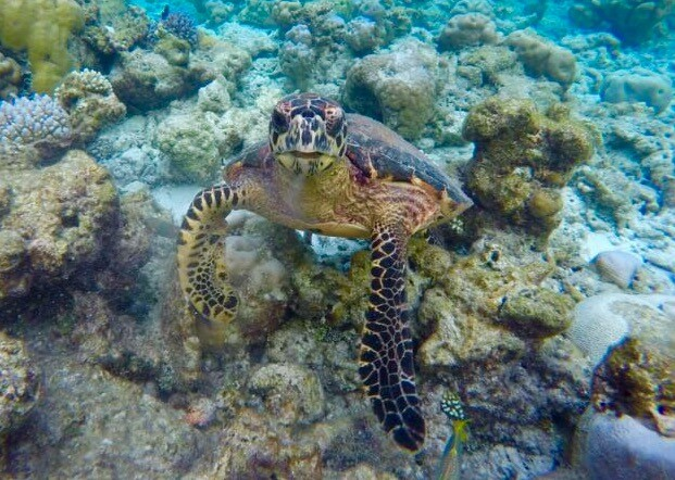 Sea turtle swimming underwater in the Surin Islands, Thailand